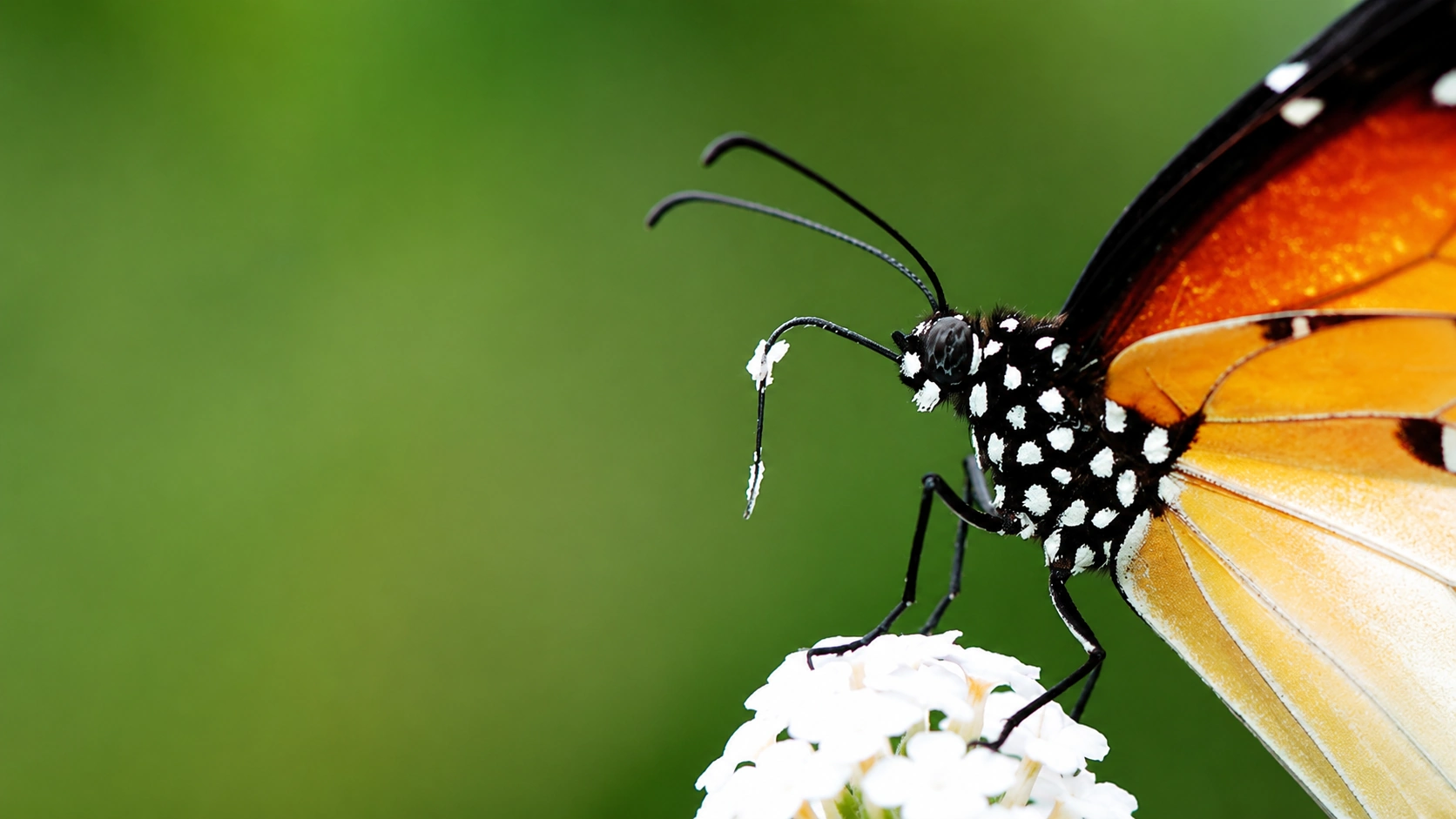 A butterfly feeding on nectar from a flower