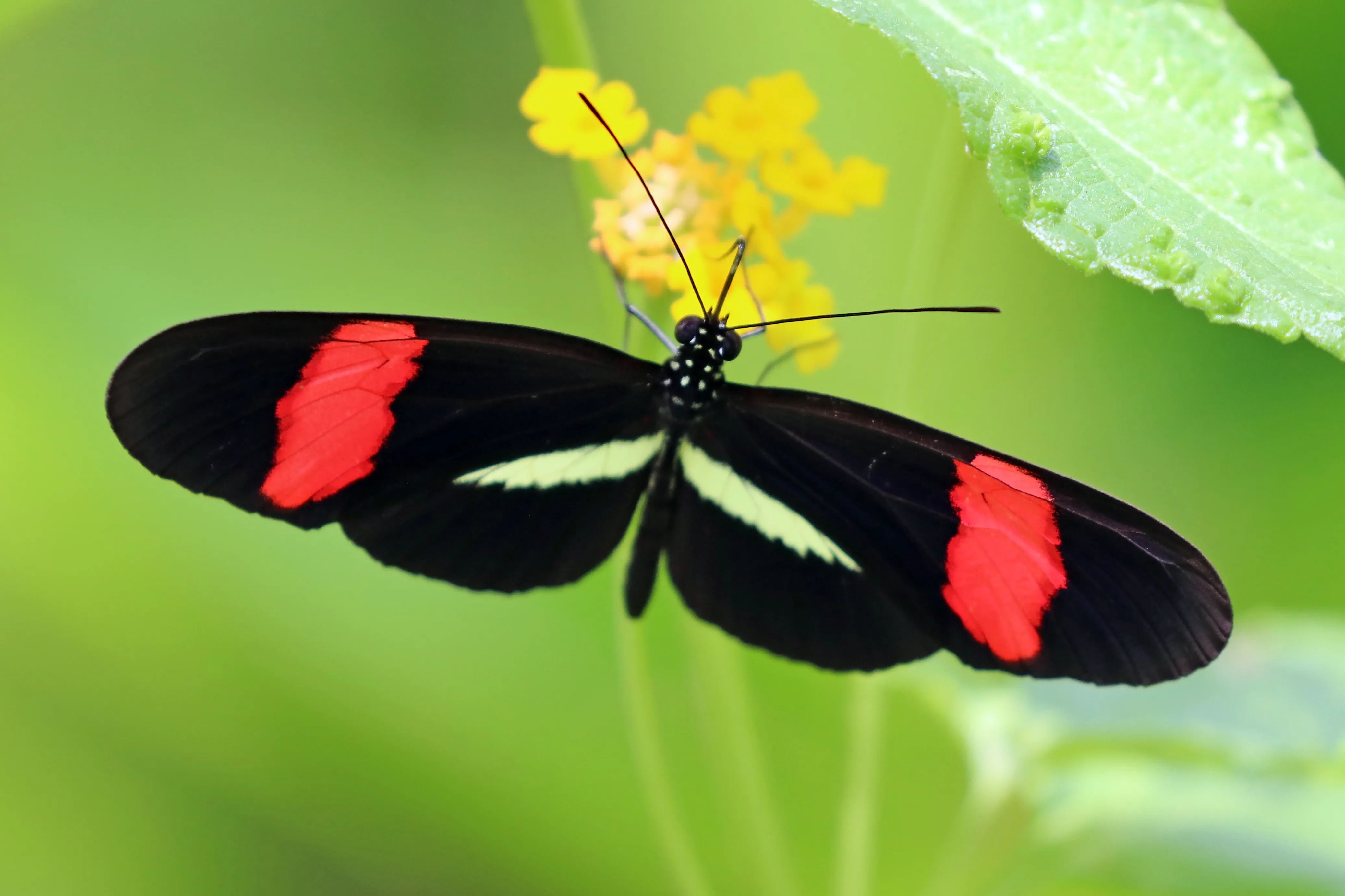 A colorful Heliconius butterfly resting on a leaf