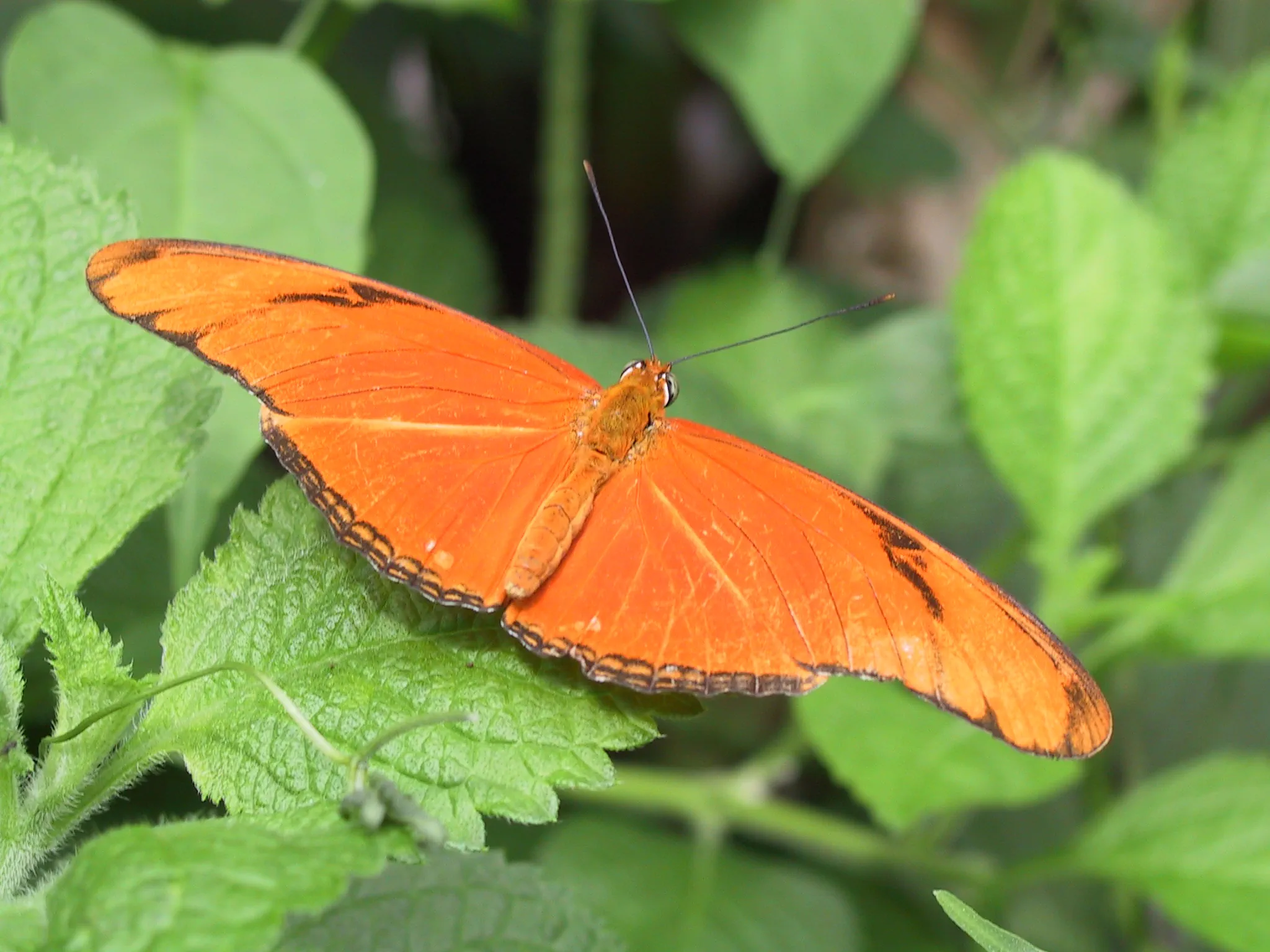 Close-up photo of a Julia heliconian butterfly