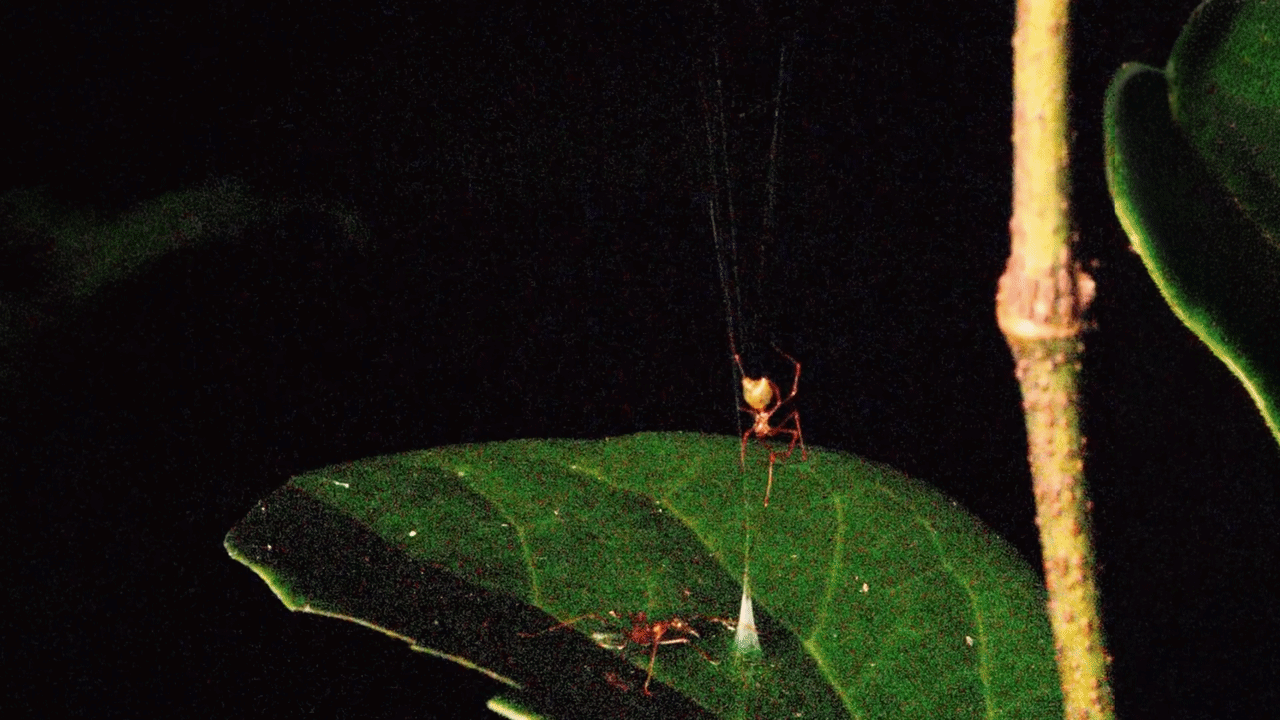 An ant being catapulted into the air
