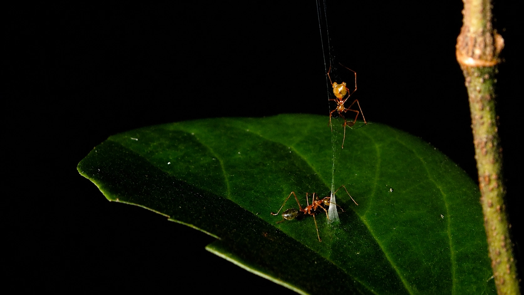 A spider web stretched between leaves and branches