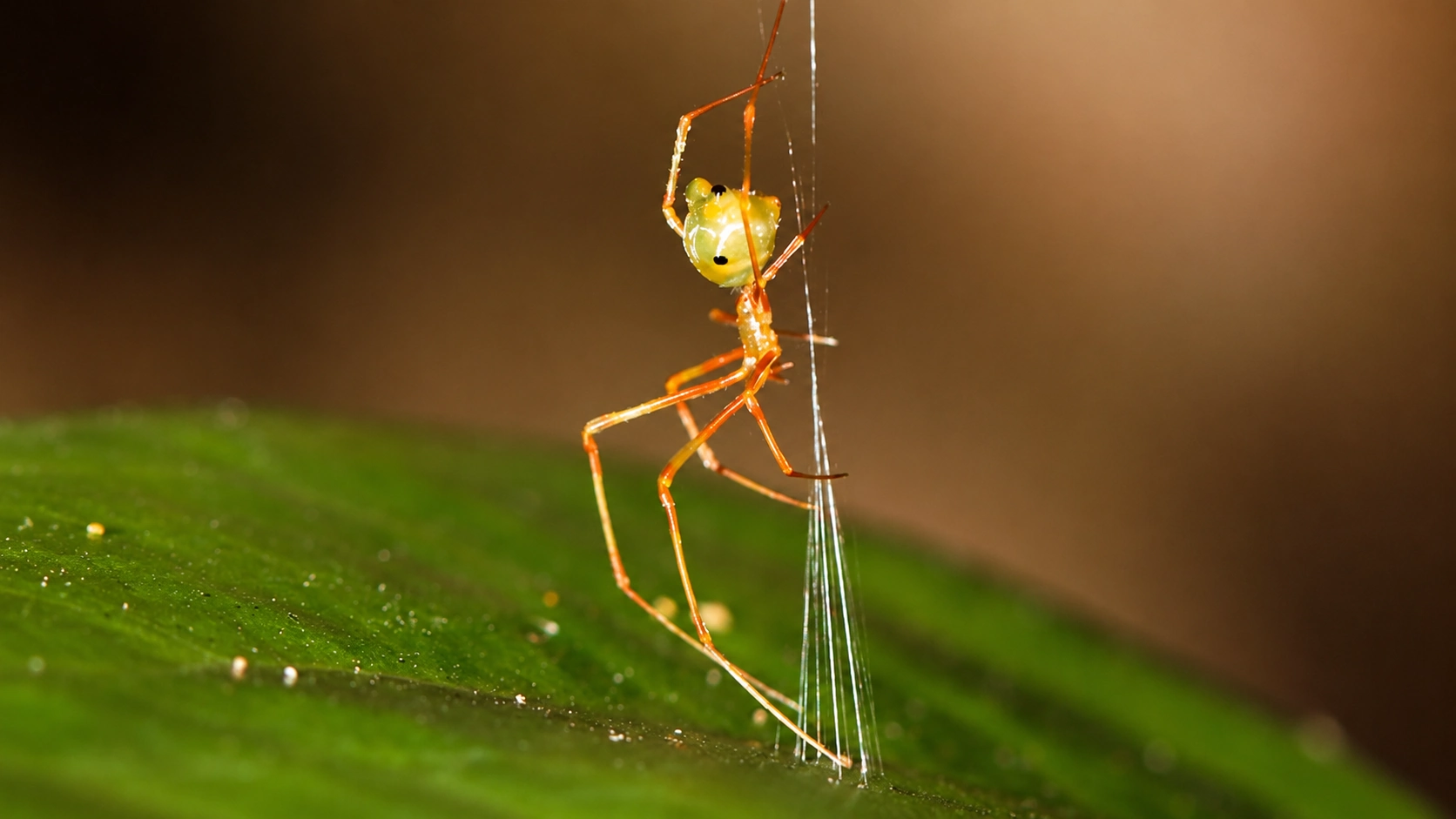 A ballista spider building its trap