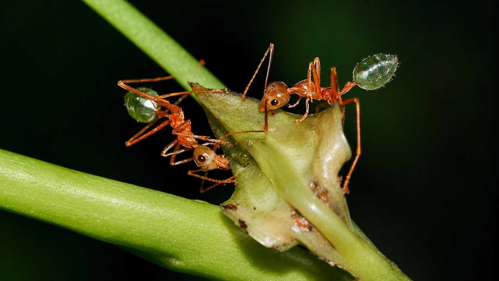 Green tree ants walking on a plant