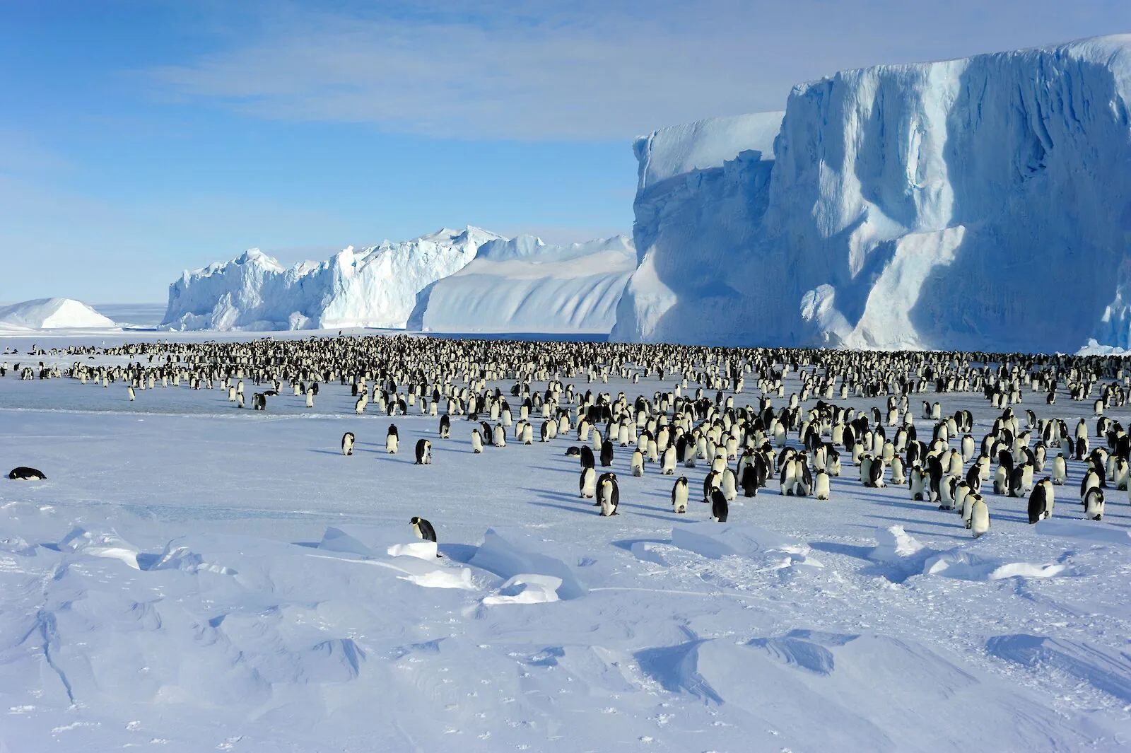 Penguin colony in Antarctica