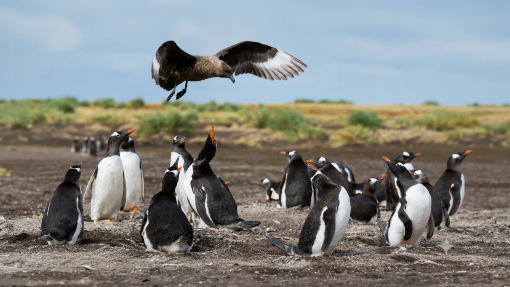 Bird attacking penguins