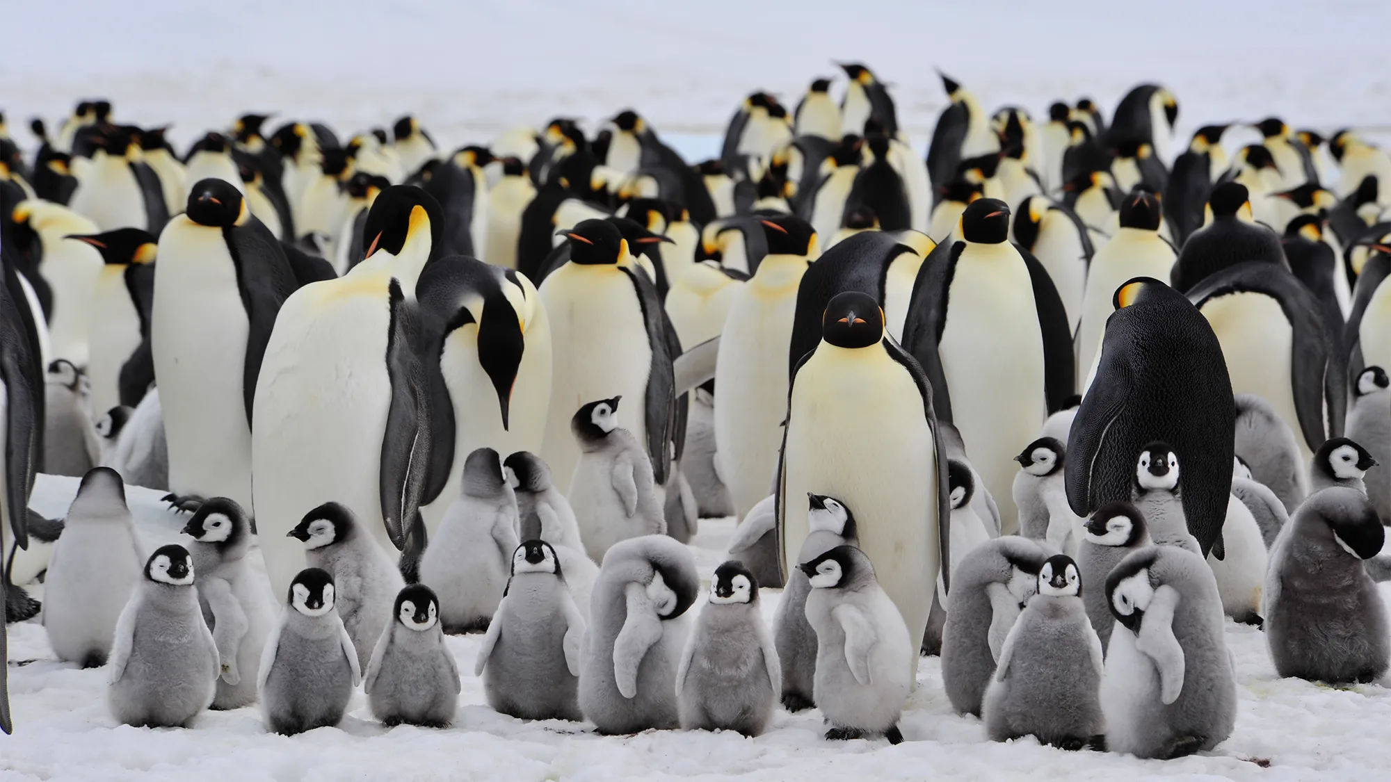 Colony of emperor penguins