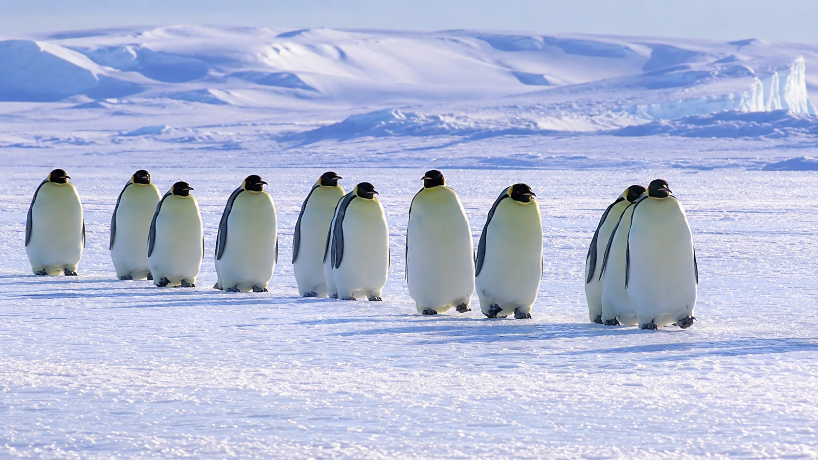 Fat penguins walking single file