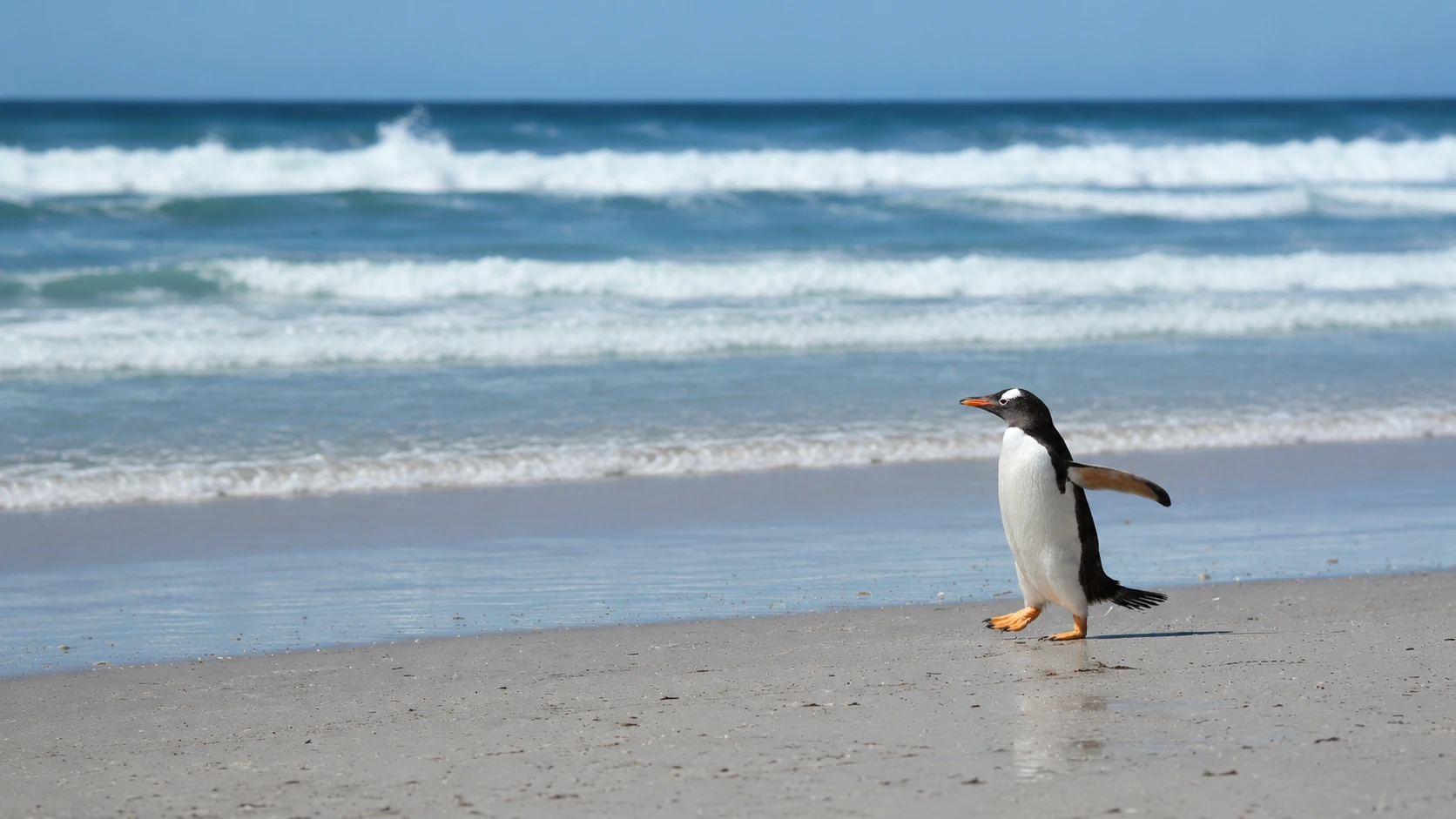Penguin walking on warm beach