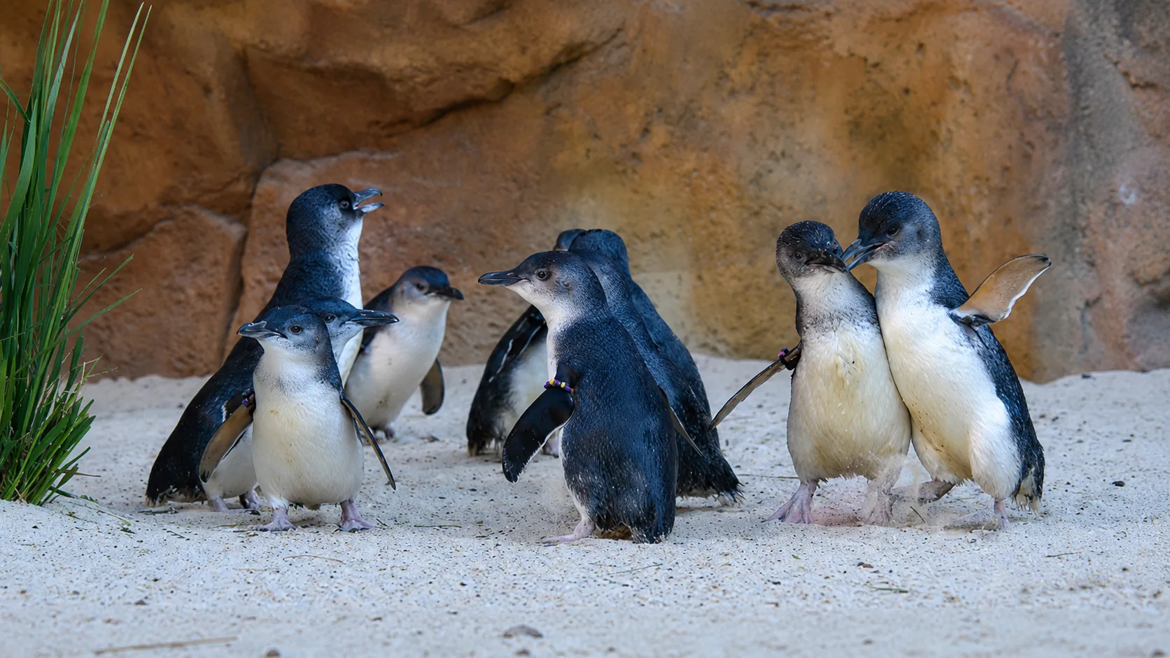 Little blue penguins