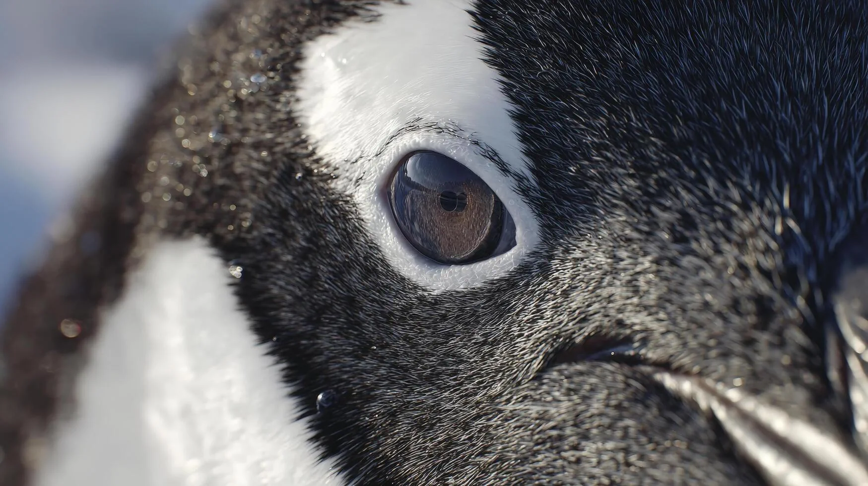 Closeup of penguin eye