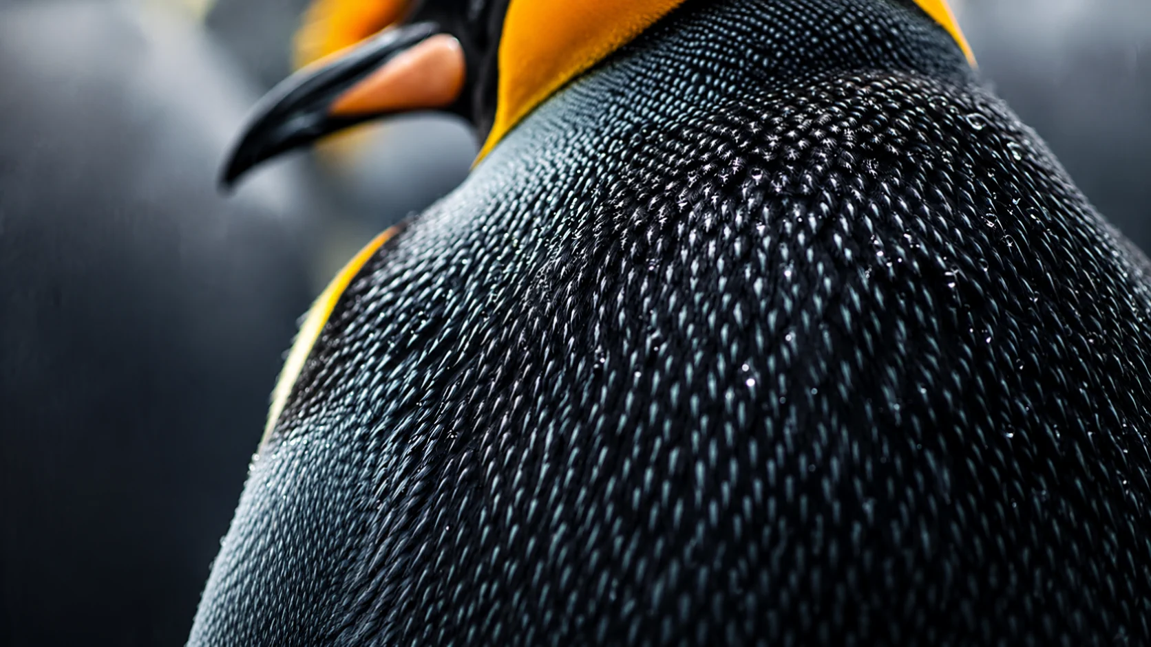 Penguin feathers up close
