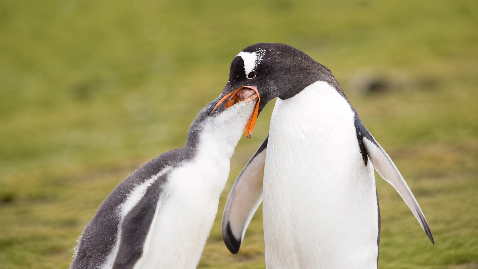 Penguin parent feeding chick