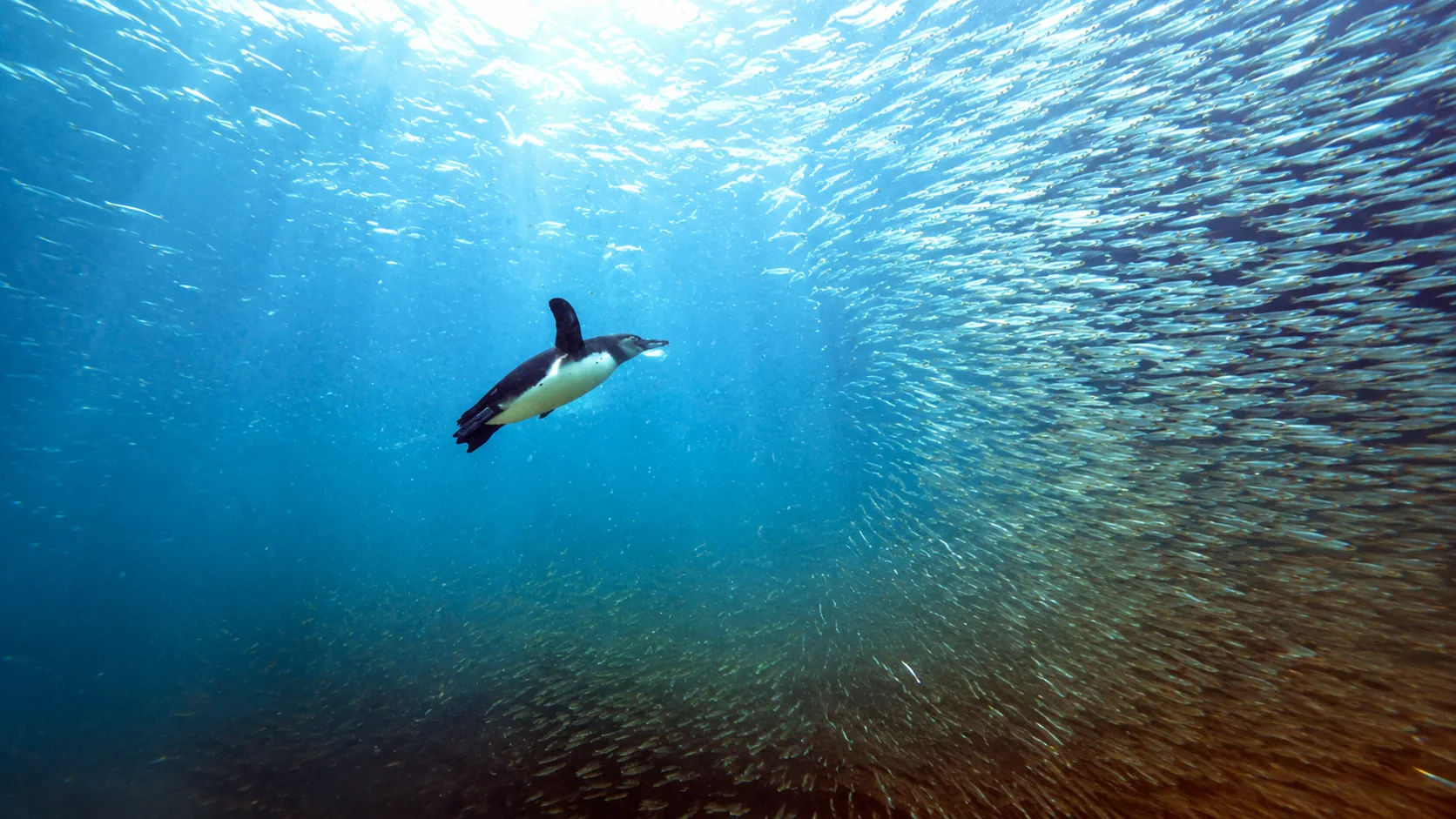 Penguin hunting fish