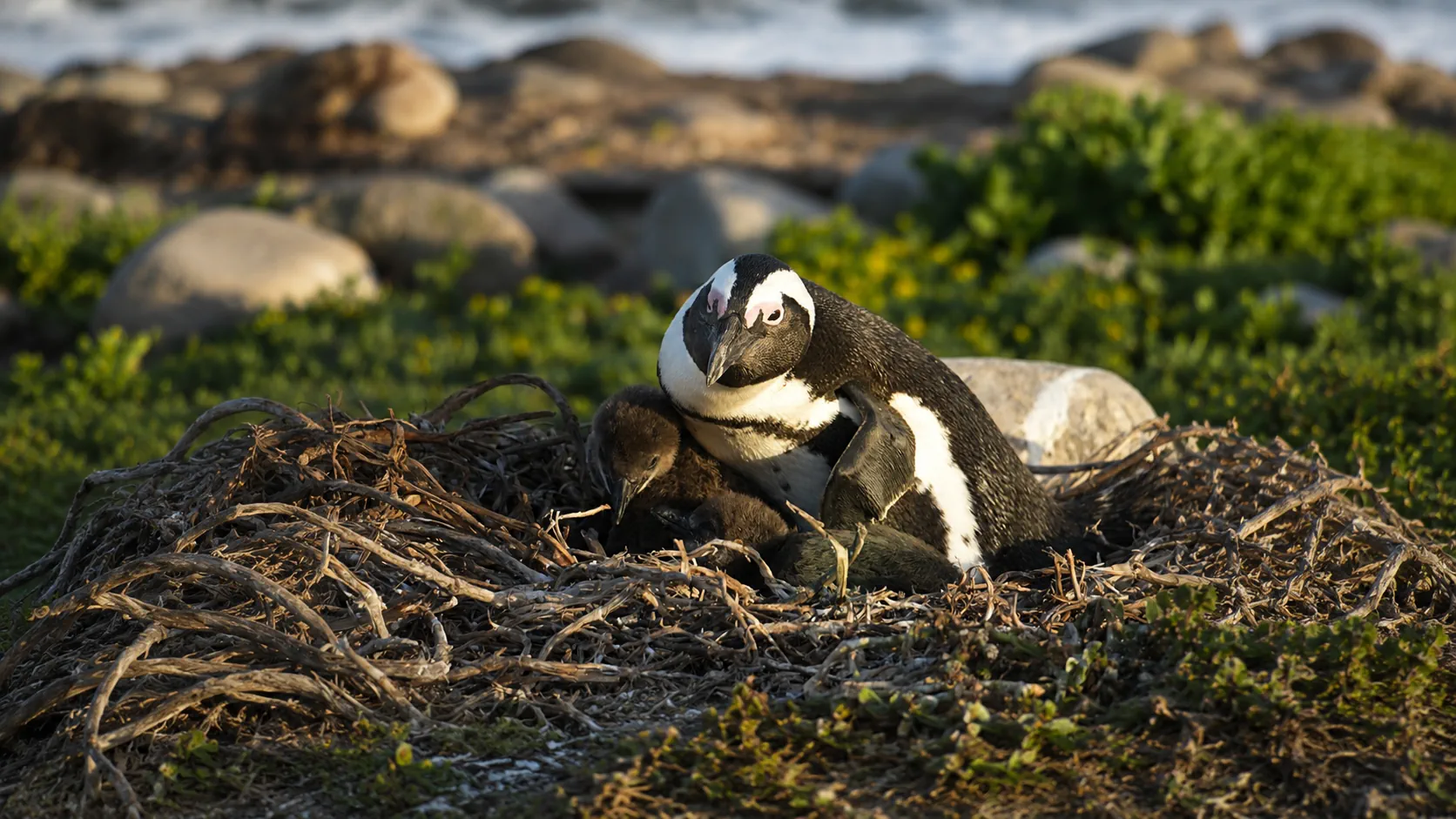 Penguin nest