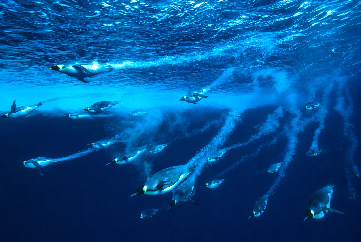 Penguins bubble jets