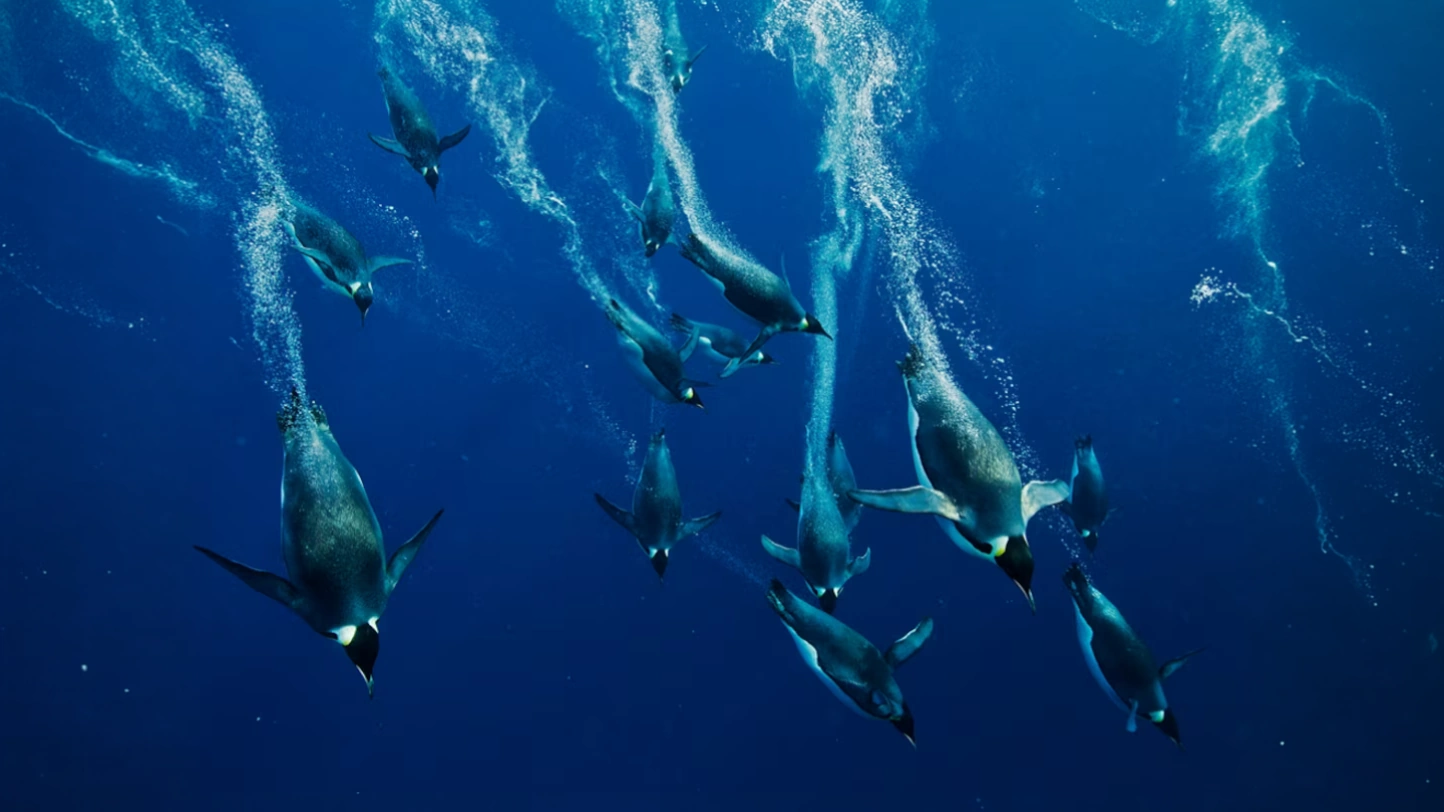 Penguins diving deep