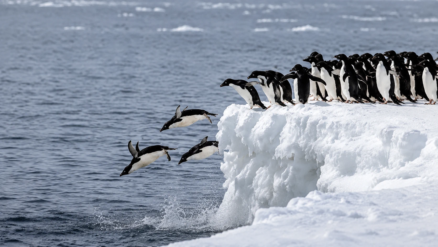 Penguins