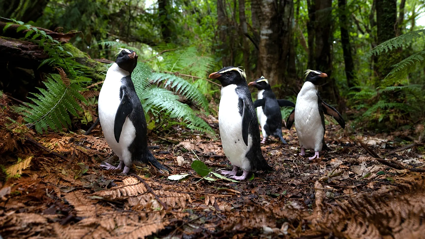 Penguin colony in Antarctica