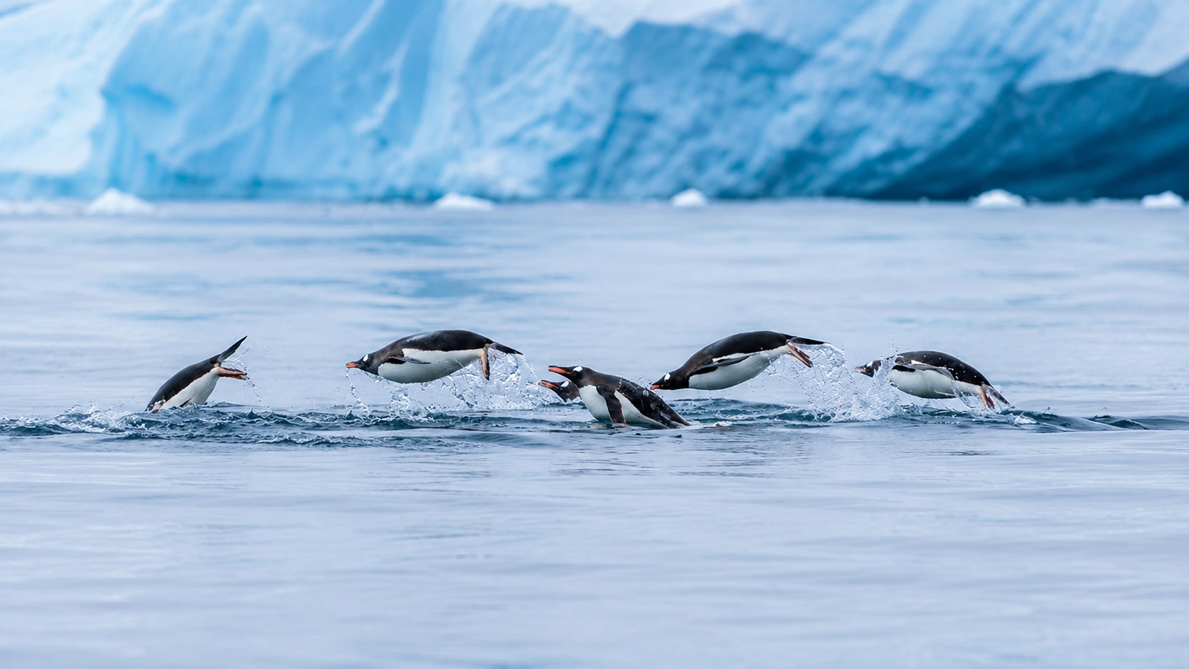 Group of penguins porpoising