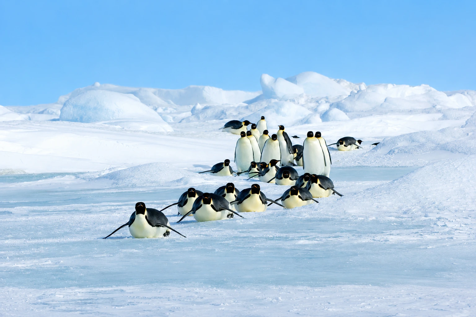 Penguins tobogganing