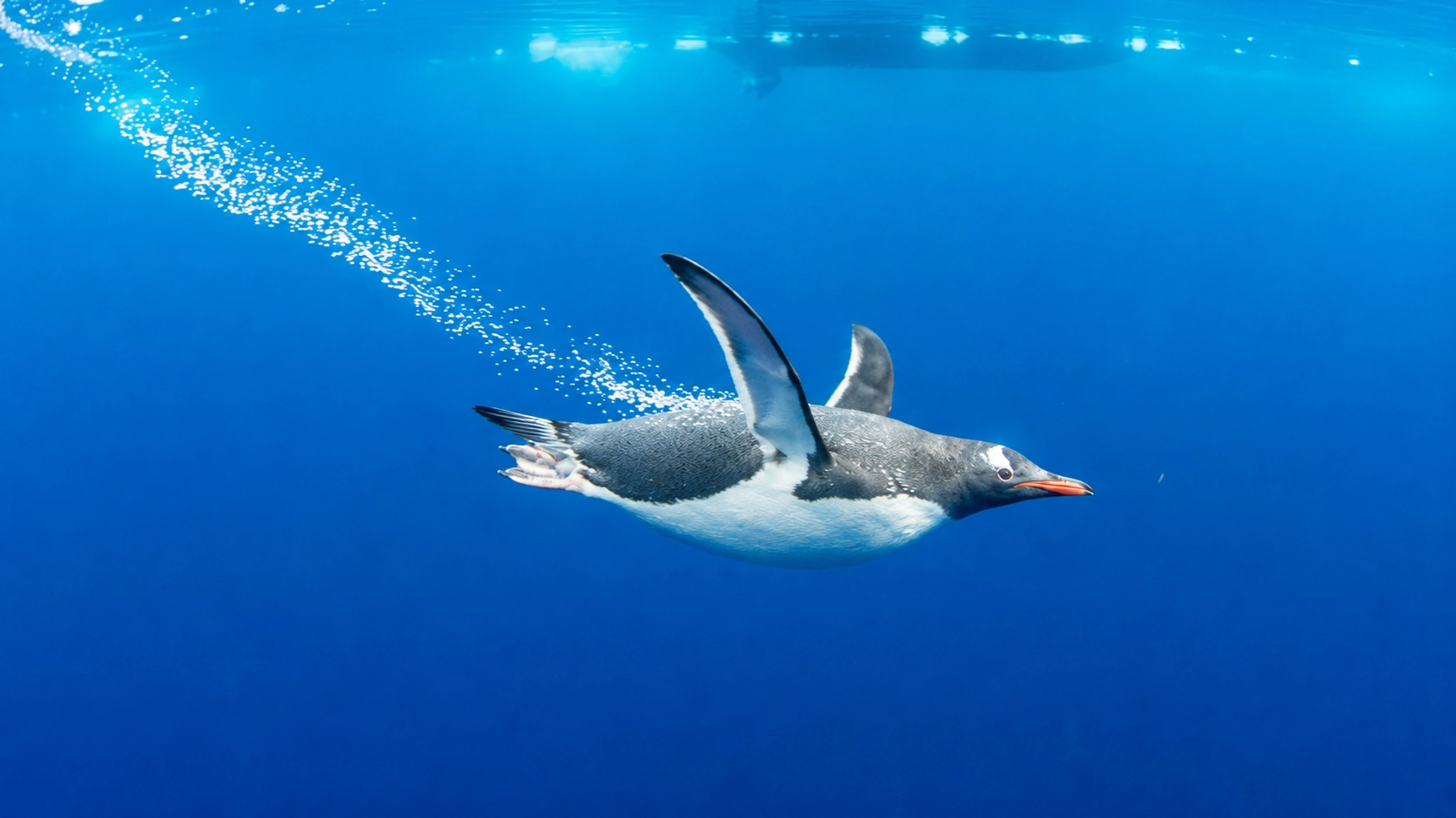 Penguins swimming