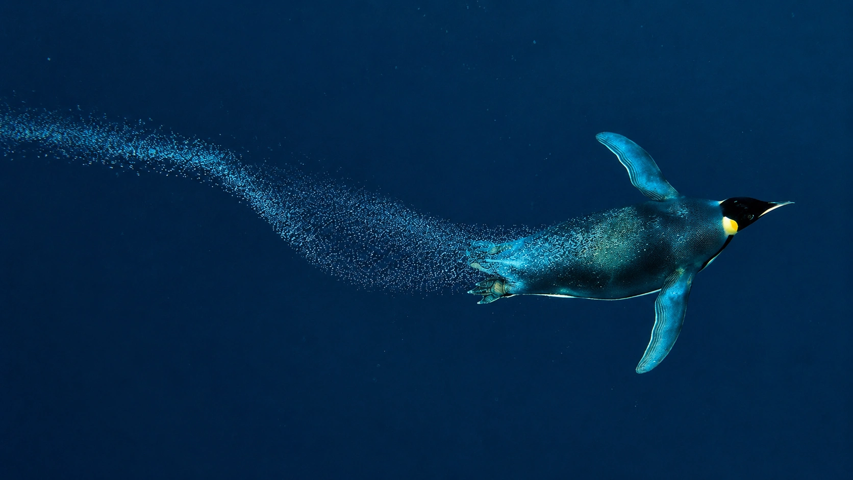 Penguins diving deep