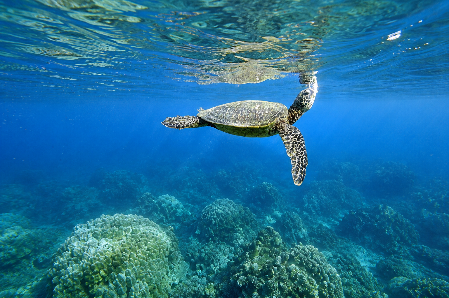 Sea turtle taking a breath at the surface