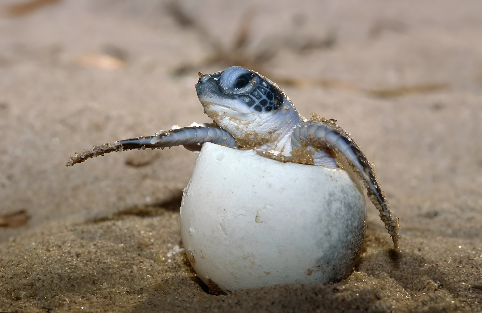 Sea turtle hatchling in egg shell