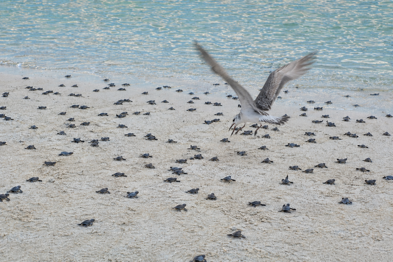 Sea turtle hatchlings entering ocean