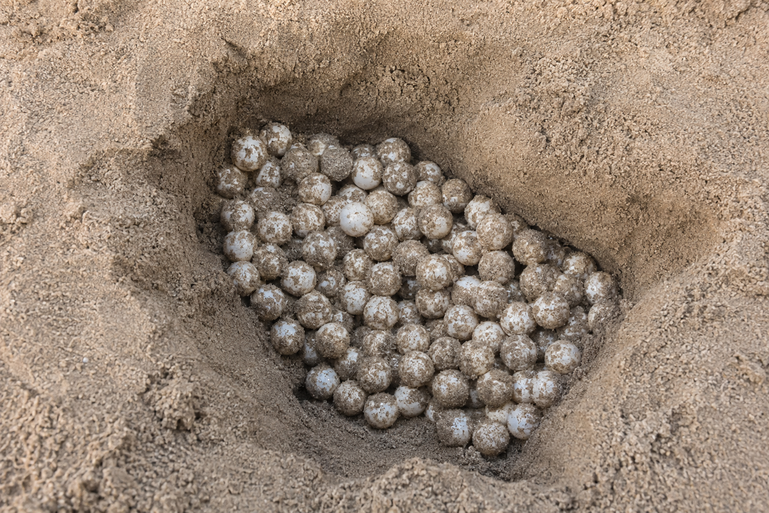 Sea turtle nest full of eggs